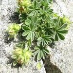 Potentilla nivalis Flower