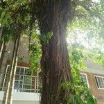 Ficus thonningii 树皮