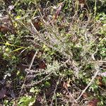 Verbena canescens Elinympäristö