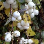 Symphoricarpos albus Φρούτο