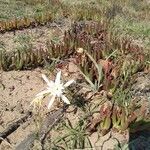 Pancratium maritimum फूल