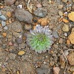 Draba jorullensis Blad