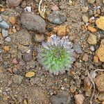 Draba jorullensis Leaf