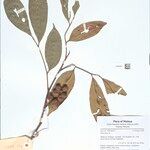 Aglaia odoratissima മറ്റ്