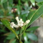 Psychotria psychotrioides Çiçek