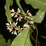 Ardisia guianensis फूल