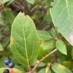 Viburnum rigidum Feuille