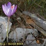 Crocus ligusticus Агульны выгляд