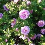 Rosa × damascena Frunză