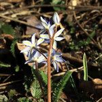 Scilla vindobonensis Квітка