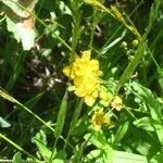 Hypericum scouleri Λουλούδι