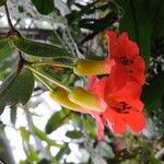 Rhododendron christi Flower