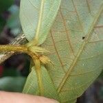 Antidesma laciniatum Лист