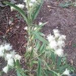 Eupatorium altissimum Leaf