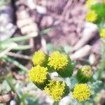 Senecio vulgaris 花