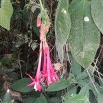 Fuchsia boliviana Cvet