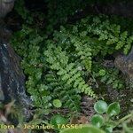 Asplenium foreziense Costuma