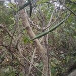 Gymnema sylvestre Fruit