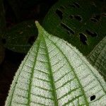 Conostegia setosa Yaprak