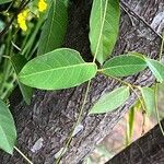 Stigmaphyllon ellipticum Hoja