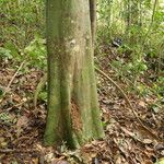 Picralima nitida Corteza