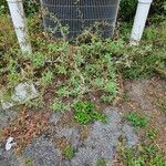 Oenothera laciniata Habit