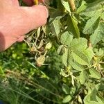 Rosa tomentosa Fruit