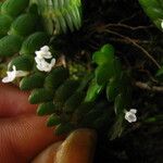 Angraecum bancoense Habitus