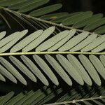 Sesbania herbacea Leaf