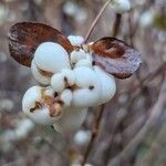 Symphoricarpos albus Fruit