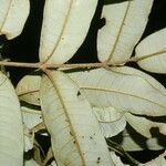 Alfaroa costaricensis পাতা