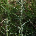 Omalotheca sylvatica Flower