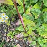 Erigeron annuus Blad