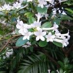 Rhododendron loranthiflorum Квітка