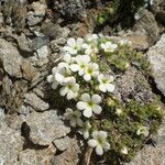 Androsace pubescens Habitatea