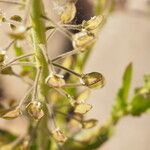 Lepidium campestre ഫലം