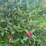 Ilex verticillataFruit