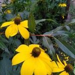 Rudbeckia nitida പുഷ്പം