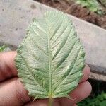 Corchorus aestuans Leaf