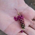 Lantana trifolia Frucht