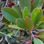 Photinia arbutifolia পাতা