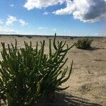 Salicornia procumbens Blatt