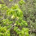 Aesculus californica Leaf