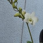 Cattleya alaorii Flor