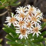 Diplostephium glutinosum Flor