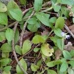 Veronica officinalis Leaf