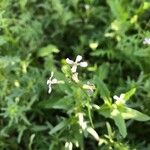 Chorispora tenella Flower