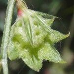 Onobrychis aequidentata その他の提案
