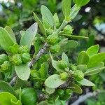 Pyrostria phyllanthoidea Fruit