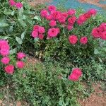 Ranunculus asiaticusFlower